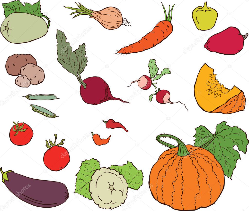 Set of the different ripe vegetables