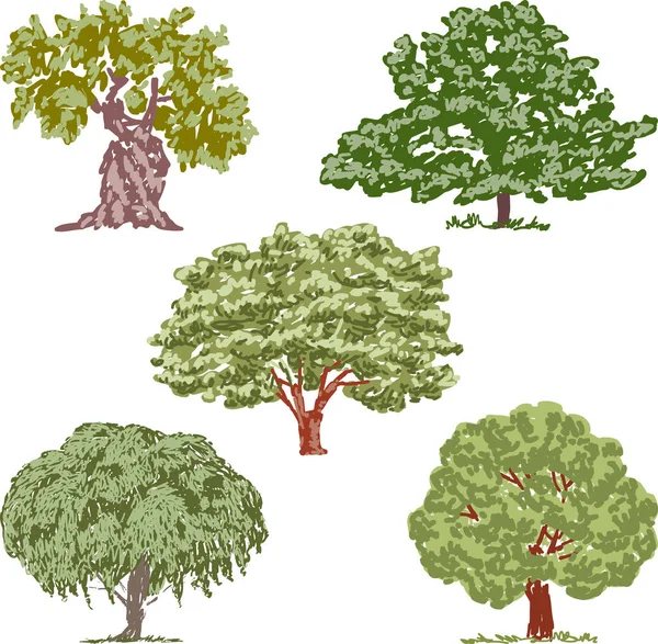 Векторное Изображение Различных Эскизов Лиственных Деревьев — стоковый вектор