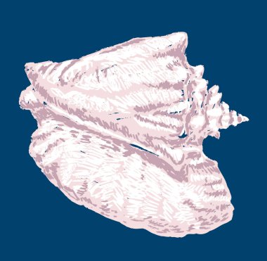 Büyük deniz kabuğunun serbest vektör çizimi