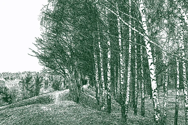 Векторне Зображення Сільського Пейзажу Березовим Гаєм Початку Весни — стоковий вектор
