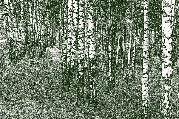Vector image of birch grove in early spring — Stock Illustration Vector Image Birch Grove Early Spring Stock Illustration