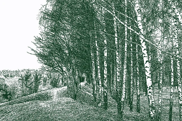 Vector image of countryside landscape with birch grove in early spring — Stock Illustration Vector Image Countryside Landscape Birch Grove Early Spring Vector Graphics