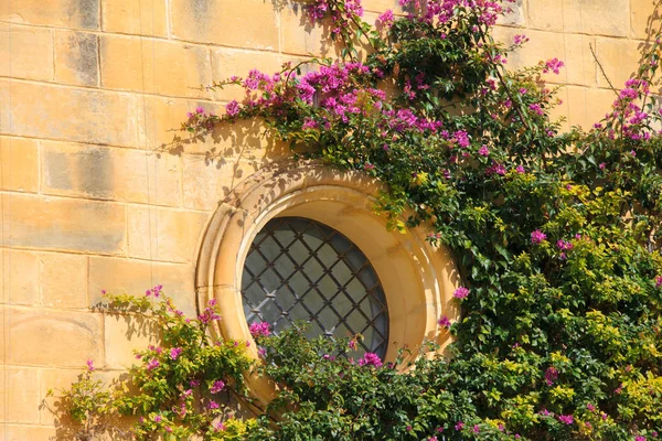 Picturesque facade with colorful purple bougainvillea flower inside the ancient fortified city of Mdina, Malta. Maltese architecture — Stock Photo, Image