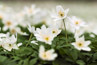 Anemone nemorosa flower