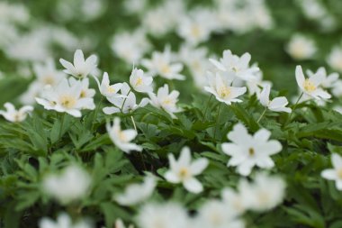 Anemone nemorosa flower