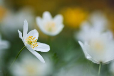 Anemone nemorosa flower