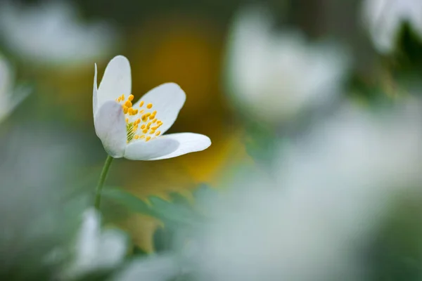 Anemone nemorosa flor — Fotografia de Stock