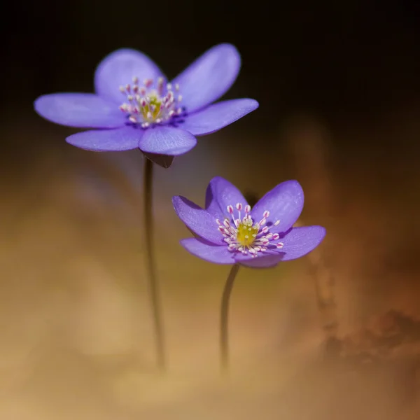 Häufiger Hepatica-Haufen — Stockfoto