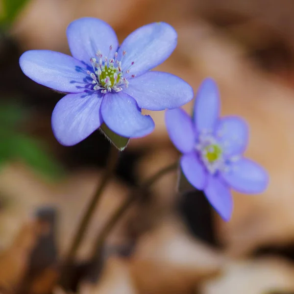 Häufiger Hepatica-Haufen — Stockfoto