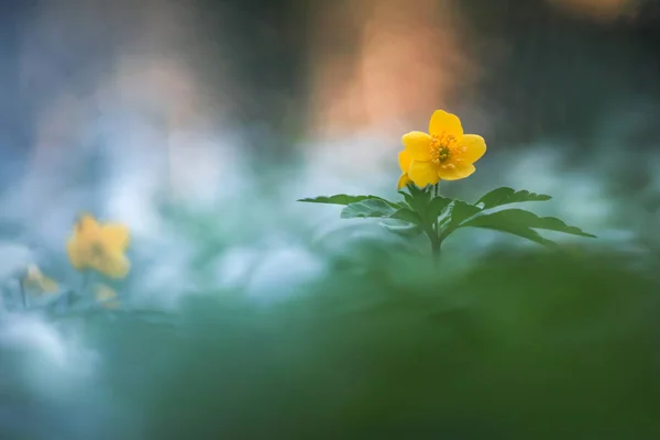 Madeira Anêmonas amarelo — Fotografia de Stock