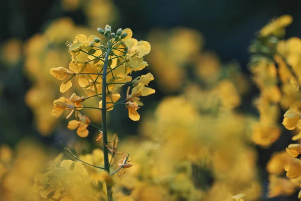 Field of yellow flowering oilseed rape — Stock Photo, Image