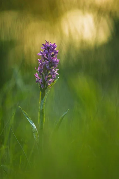 Orchidée du marais occidental — Photo