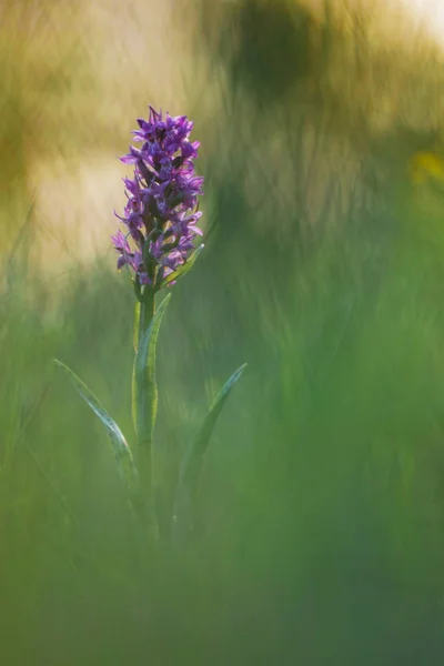 Orchidée du marais occidental — Photo
