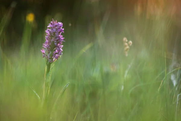 Orchidée du marais occidental — Photo