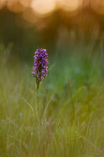 Orquídea del pantano occidental — Foto de Stock