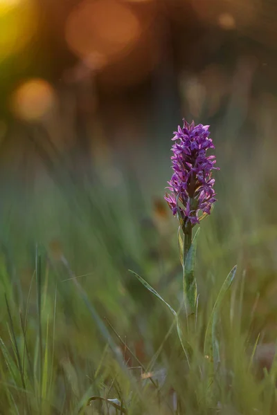 Orchidée du marais occidental — Photo