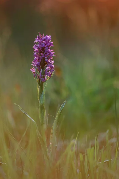 Orquídea del pantano occidental — Foto de Stock