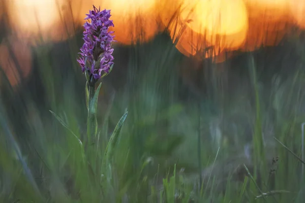 Orchidée du marais occidental — Photo