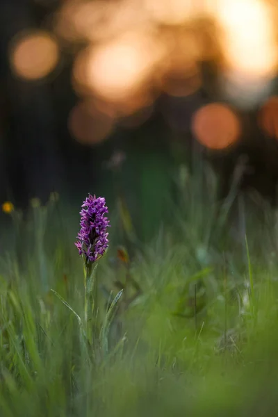 Westelijke moerasorchidee — Stockfoto