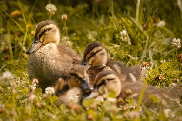 Sweet little ducklings — Stock Photo, Image