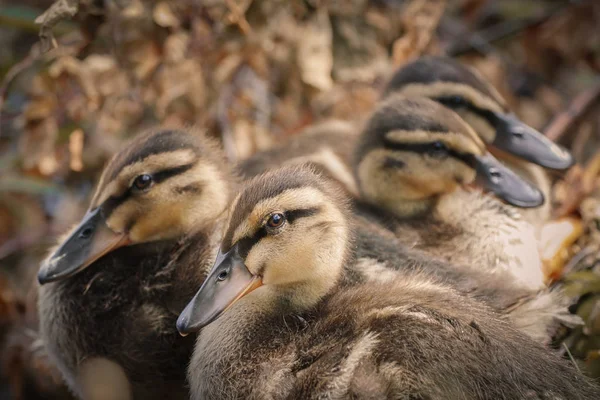 Sweet little ducklings — Stock Photo, Image