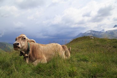 GOERLITZ in GERMANY -