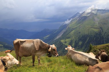 Townhall Goerlitz Untermarkt evening