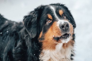 closeup st.bernard köpek