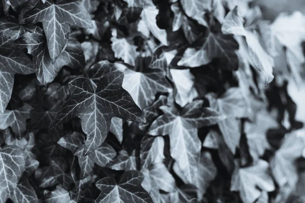 Φύλλα κισσού — Φωτογραφία Αρχείου