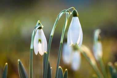 kardelen bahar çiçekleri