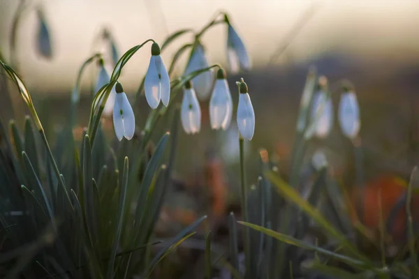 Flores de primavera de gota de neve — Fotografia de Stock