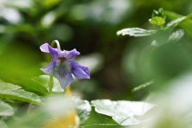 yabani Menekşe çiçek
