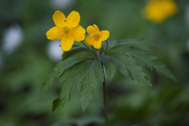 anemon ranunculoides çiçek