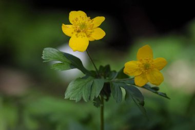 anemon ranunculoides çiçek