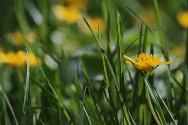 corollas küçük kırlangıçotu