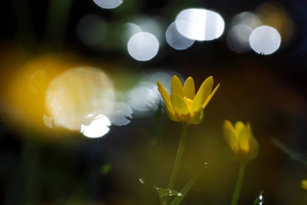 Korony Ziarnopłon wiosenny — Zdjęcie stockowe