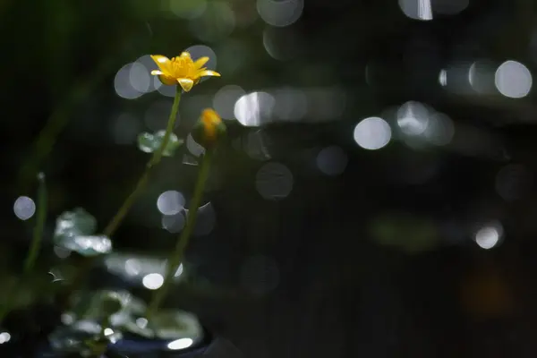 Corollas of lesser celandine — Stock Photo, Image