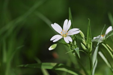 Kır çiçekleri - Chickweed