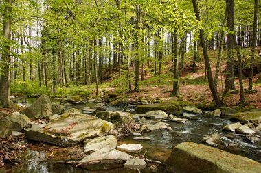 Neusalza Spremberg Spree in saxon in spring