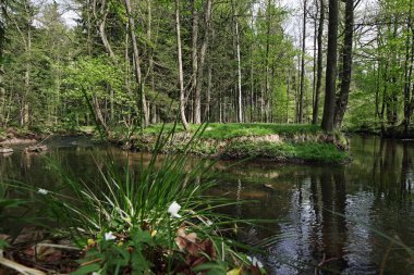 Neusalza Spremberg Spree in saxon in spring
