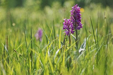 Dactylorhiza majalis orchid clipart