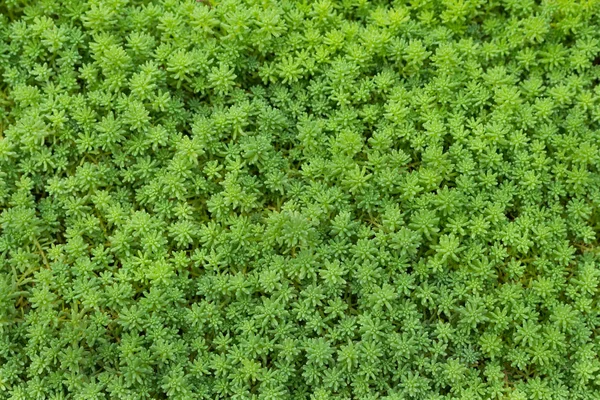 Hermoso fondo de hierba sward —  Fotos de Stock