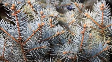 Hafif rüzgar esintiyle hareketli yeşil çam ağacı dalı. Video görüntüleri statik kamera çekim