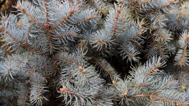 Hafif rüzgar esintiyle hareketli yeşil çam ağacı dalı. Video görüntüleri statik kamera çekim.