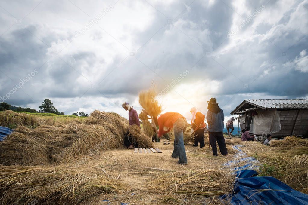 Motion of Farmers Rice grain threshing during harvest time in no