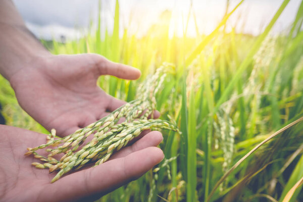 Agriculture/ Old hand tenderly touching a young rice in the paddy
