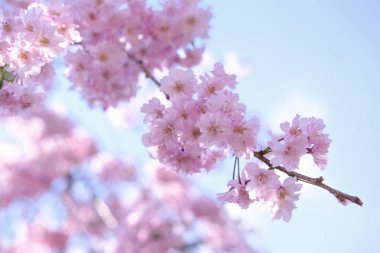 Kiraz çiçekleri, pembe çiçekler mavi gökyüzü arka plan bahar