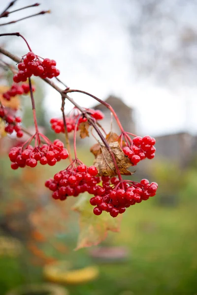Red ripe bunches of viburnum berries hang on a tree branch