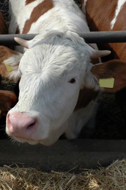 Young bull on farm 