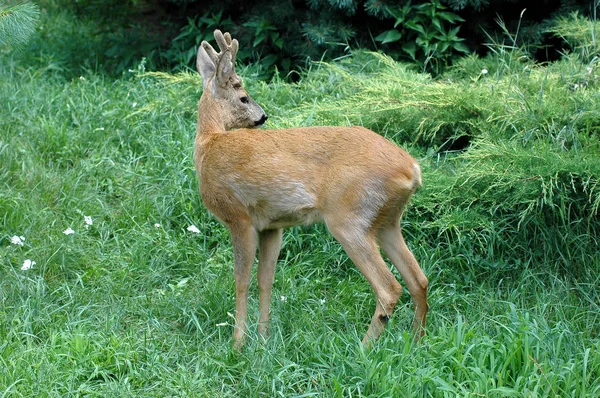 Roe deer fawn in the woods